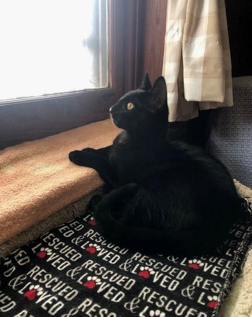 Enlarge Felicia (FCID# 08/20/2025 - 76), a Adoptable Domestic Short Hair in Greenville, DE image 2/3