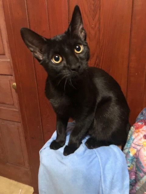 Enlarge Felicia (FCID# 08/20/2025 - 76), a Adoptable Domestic Short Hair in Greenville, DE image 1/3