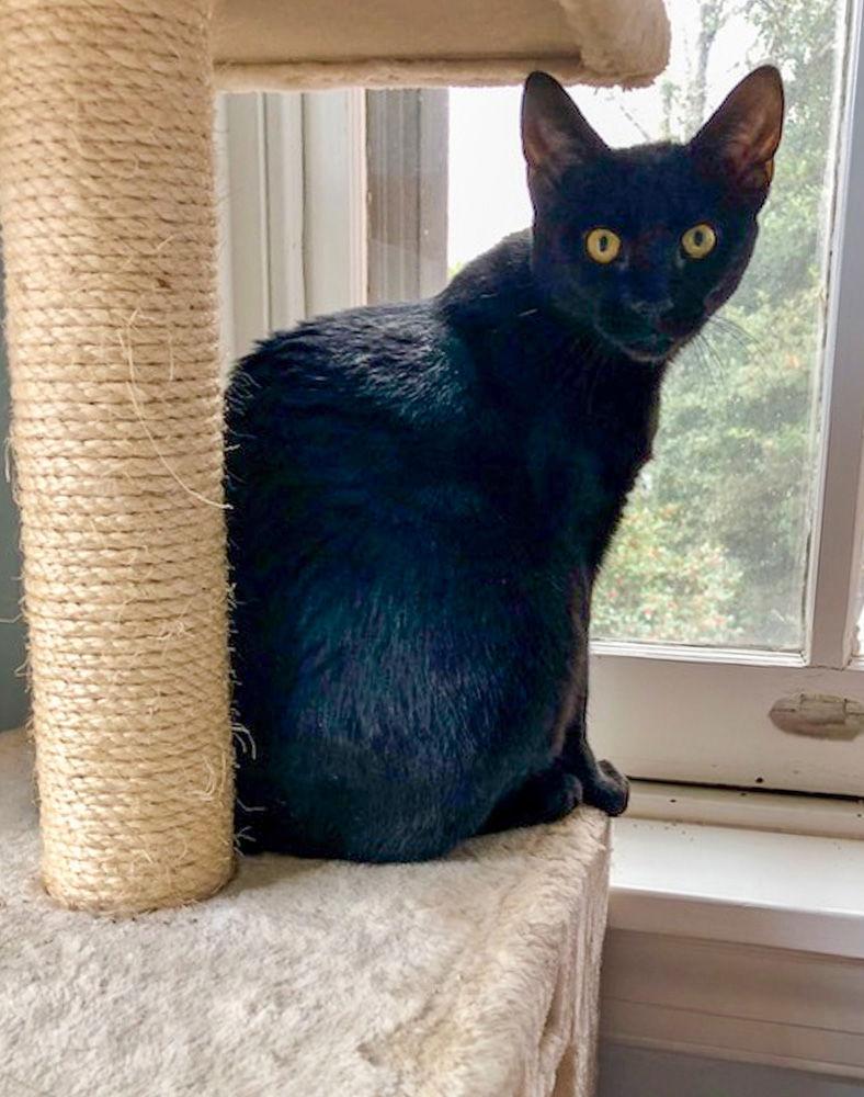 Enlarge Felicia (FCID# 08/20/2025 - 76), a Adoptable Domestic Short Hair in Greenville, DE image 3/3