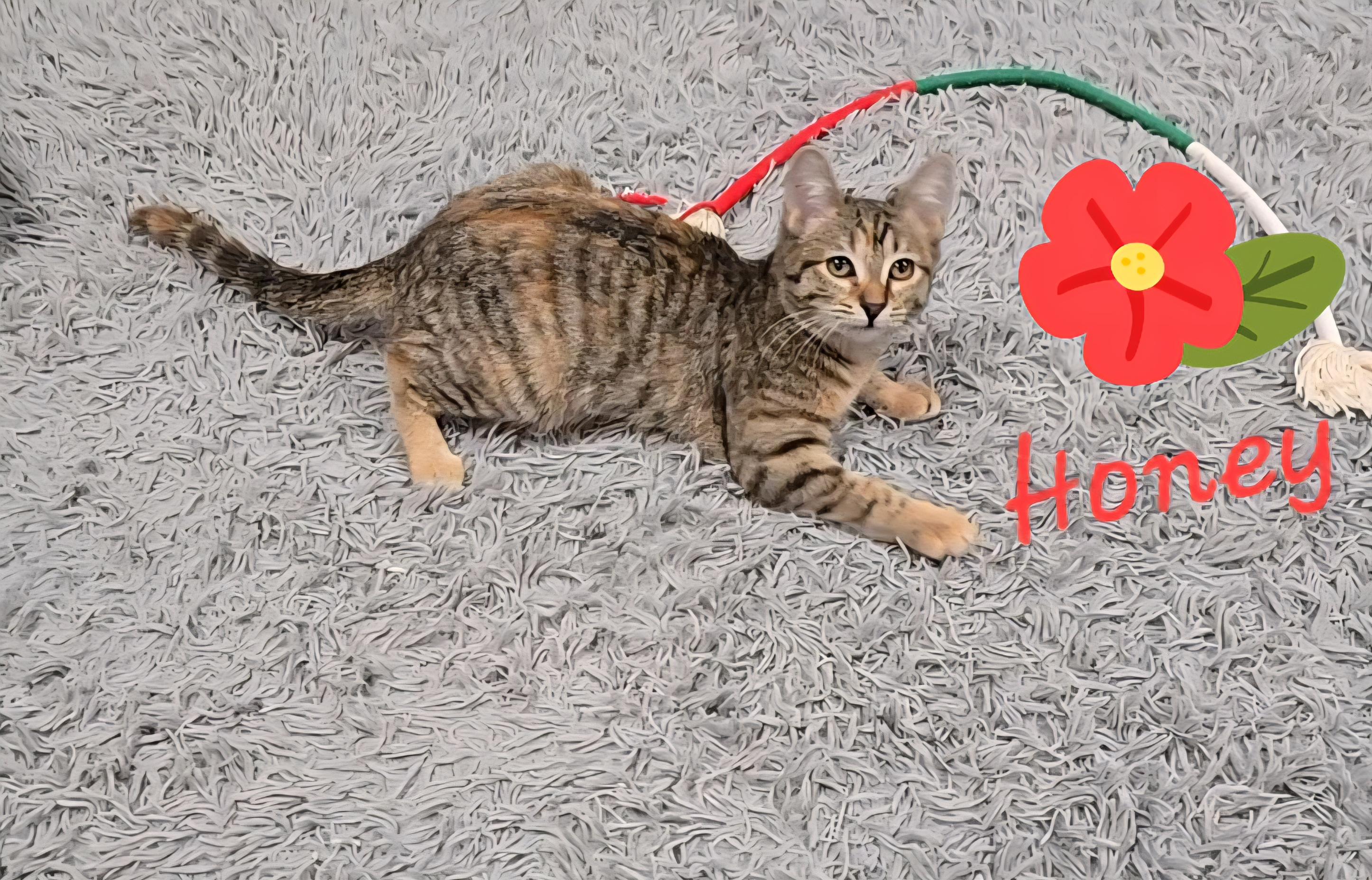 Enlarge Honey (Bonded pair with Monroe), a ADOPTABLE mixed breed in Glendale, AZ image 4/5