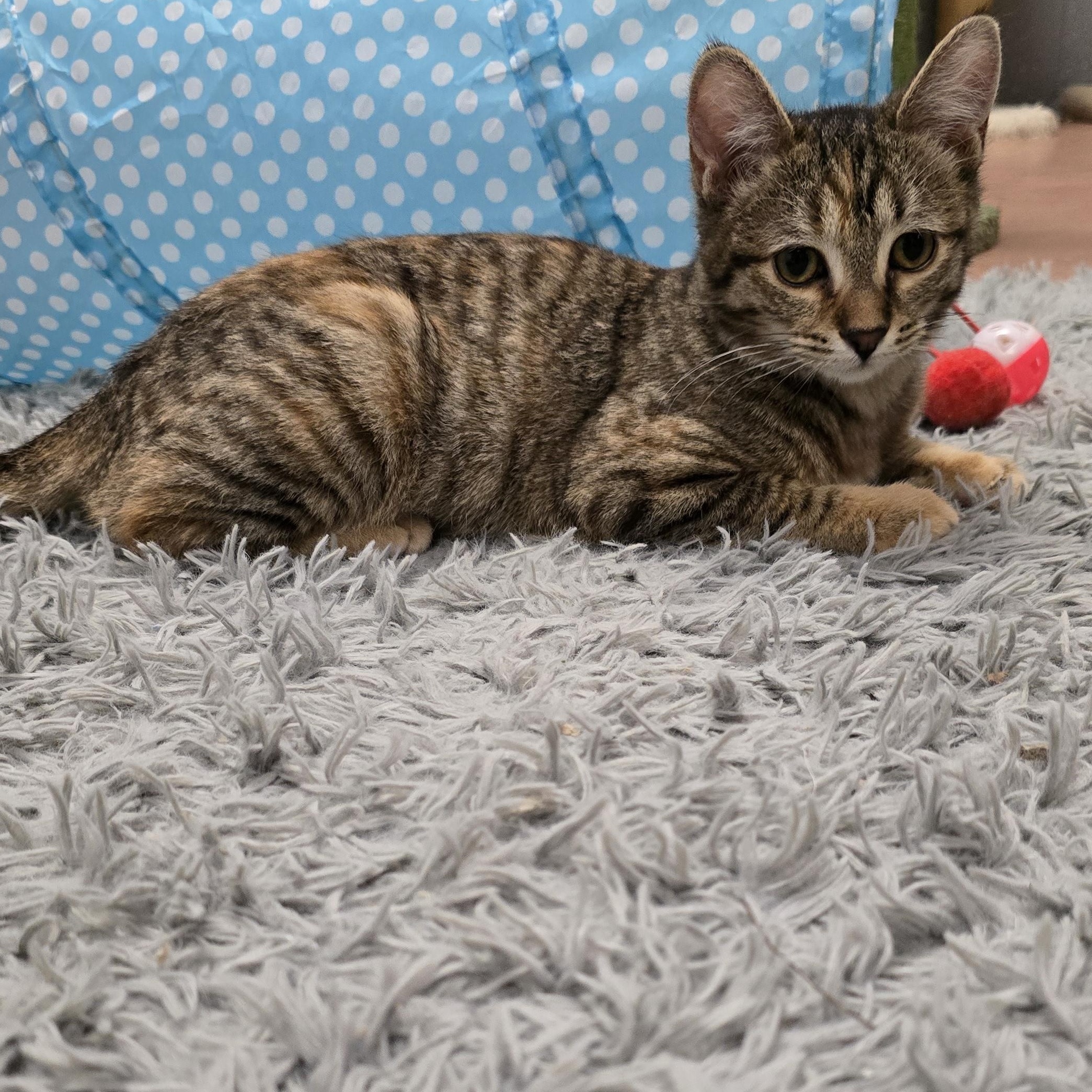 Enlarge Honey (Bonded pair with Monroe), a ADOPTABLE mixed breed in Glendale, AZ image 2/5