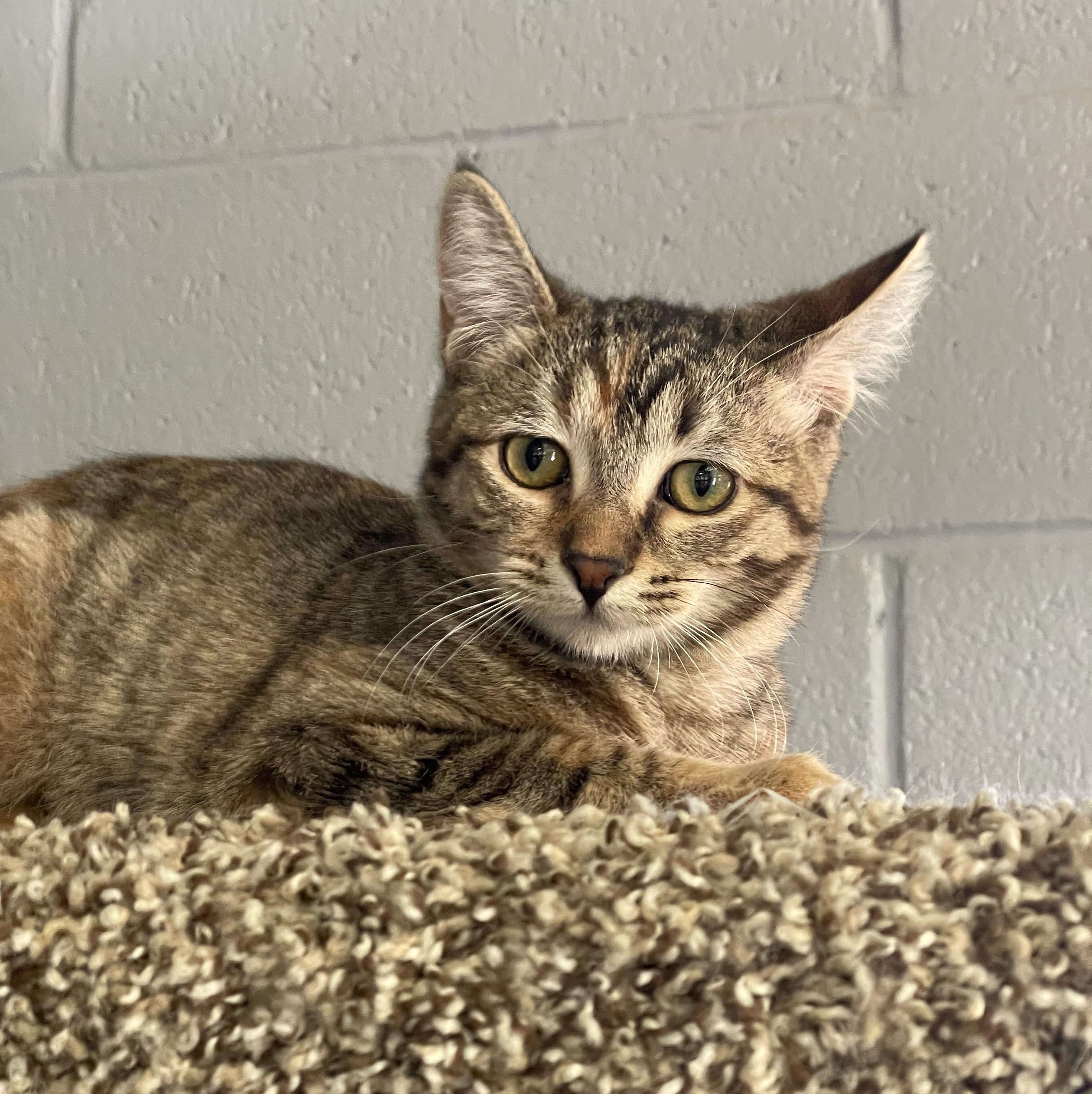 Enlarge Honey (Bonded pair with Monroe), a ADOPTABLE mixed breed in Glendale, AZ image 3/5