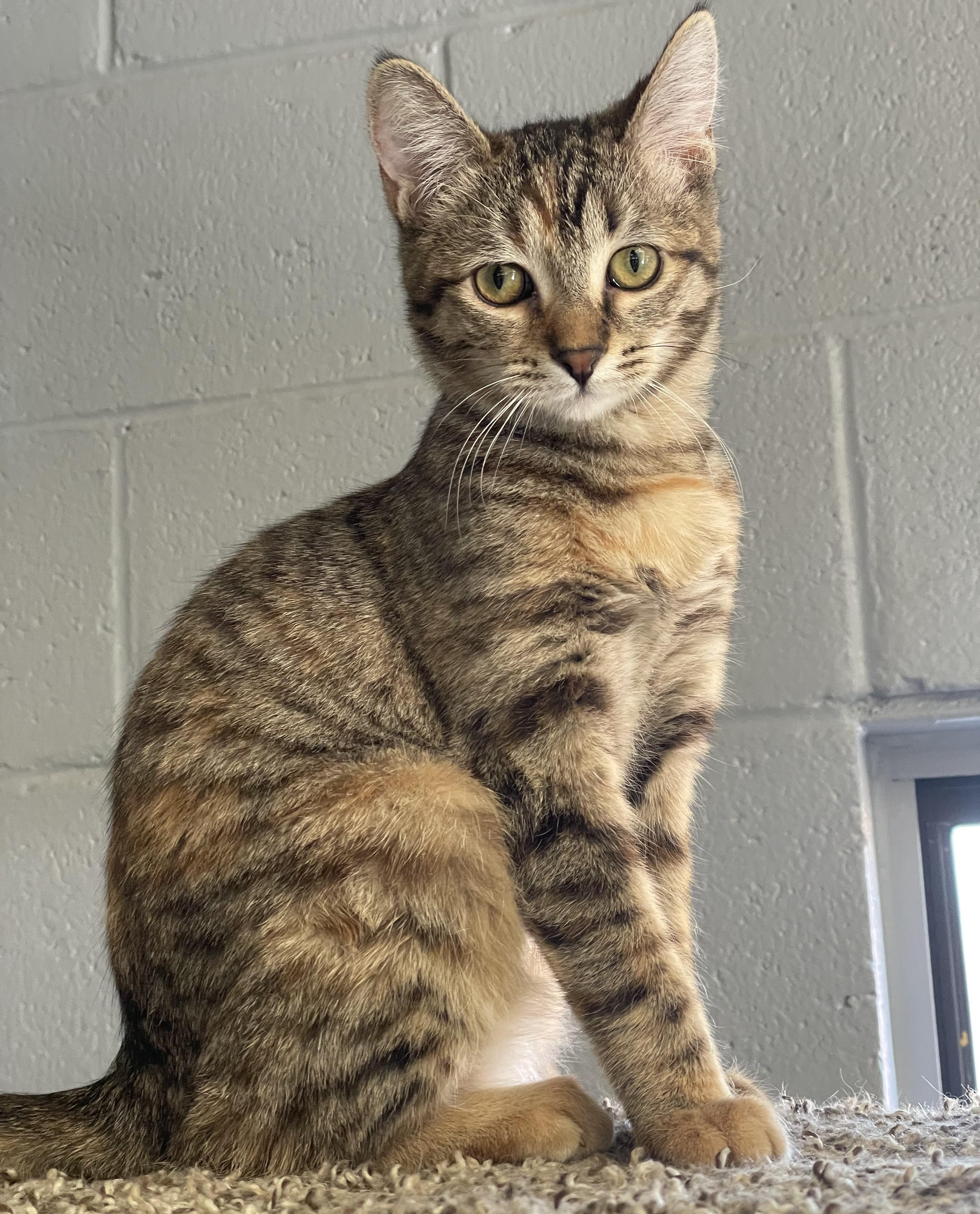 Enlarge Honey (Bonded pair with Monroe), a ADOPTABLE mixed breed in Glendale, AZ image 1/5