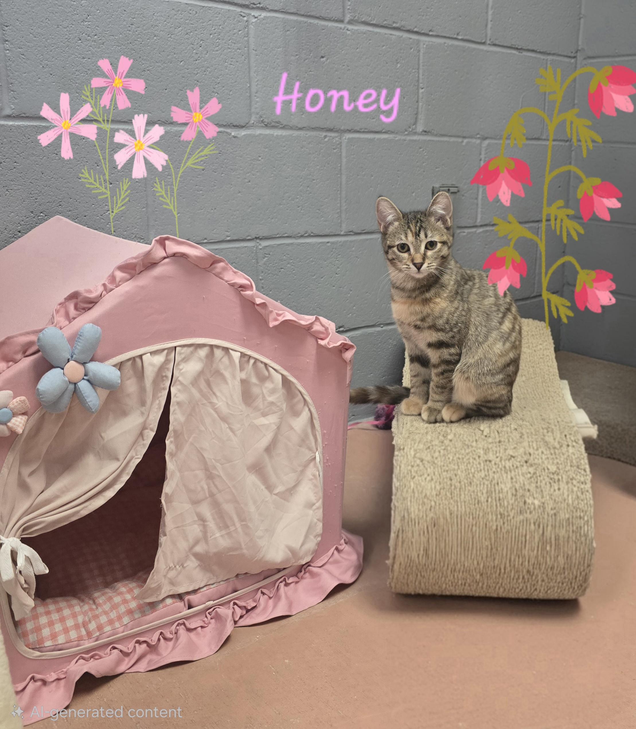 Enlarge Honey (Bonded pair with Monroe), a ADOPTABLE mixed breed in Glendale, AZ image 5/5