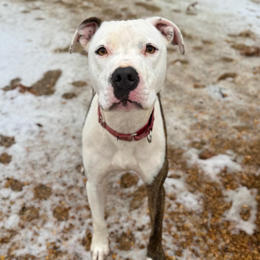 Enlarge Diesel, a Adoptable Mixed Breed in Fredericksburg, VA image 1/6
