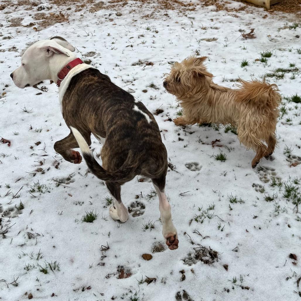 Enlarge Diesel, a Adoptable Mixed Breed in Fredericksburg, VA image 2/6