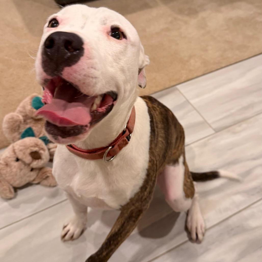 Enlarge Diesel, a Adoptable Mixed Breed in Fredericksburg, VA image 3/6