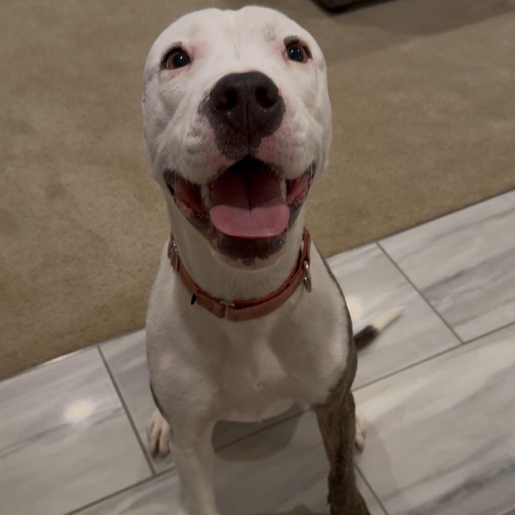 Enlarge Diesel, a Adoptable Mixed Breed in Fredericksburg, VA image 5/6