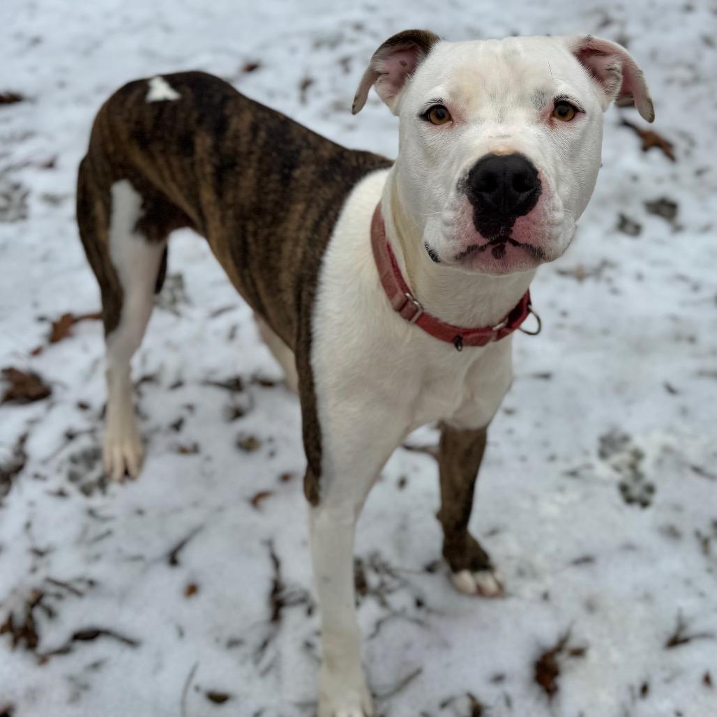 Enlarge Diesel, a Adoptable Mixed Breed in Fredericksburg, VA image 6/6