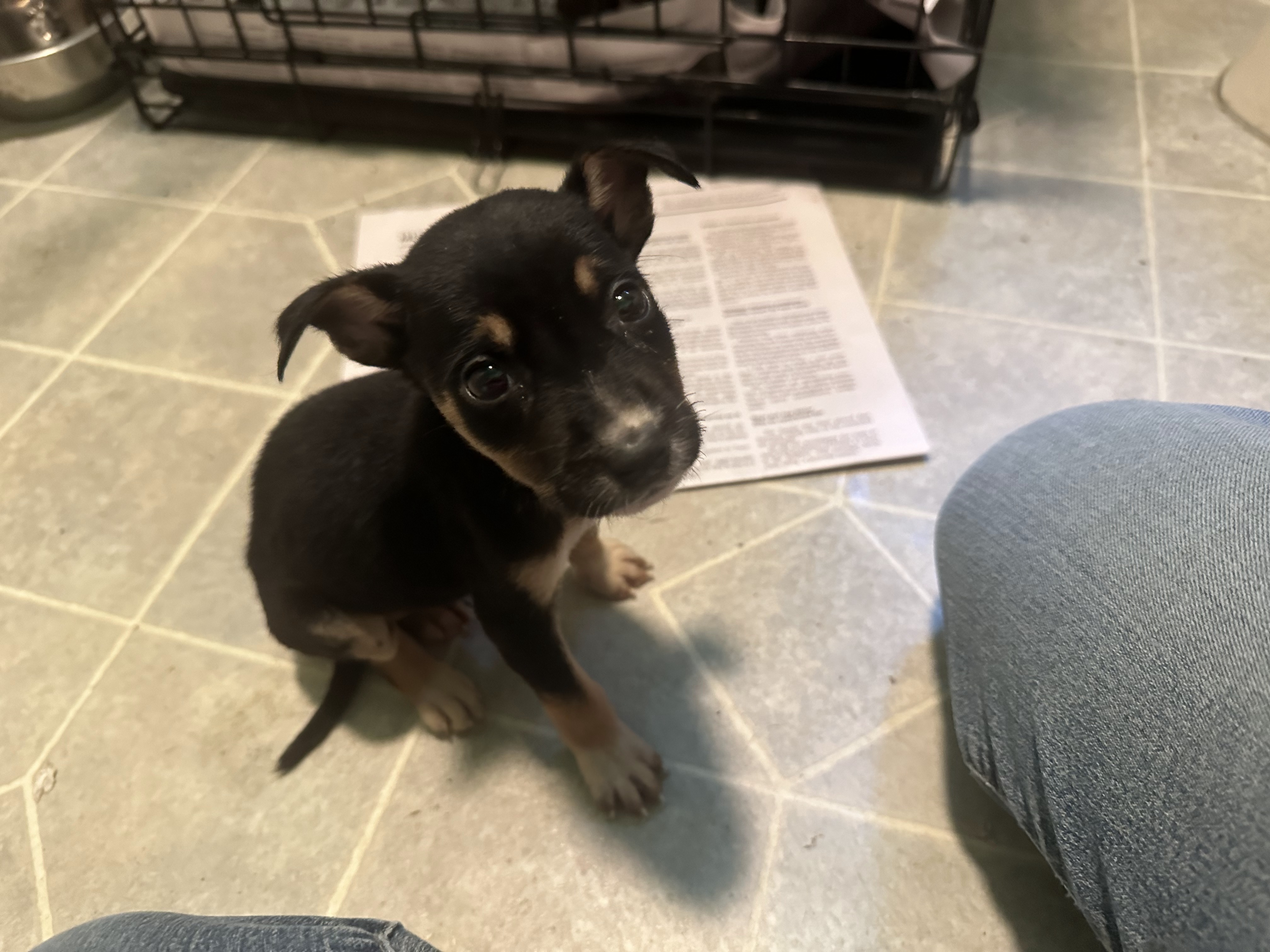 Beatrice, Adopted, Puppy Female Chihuahua.