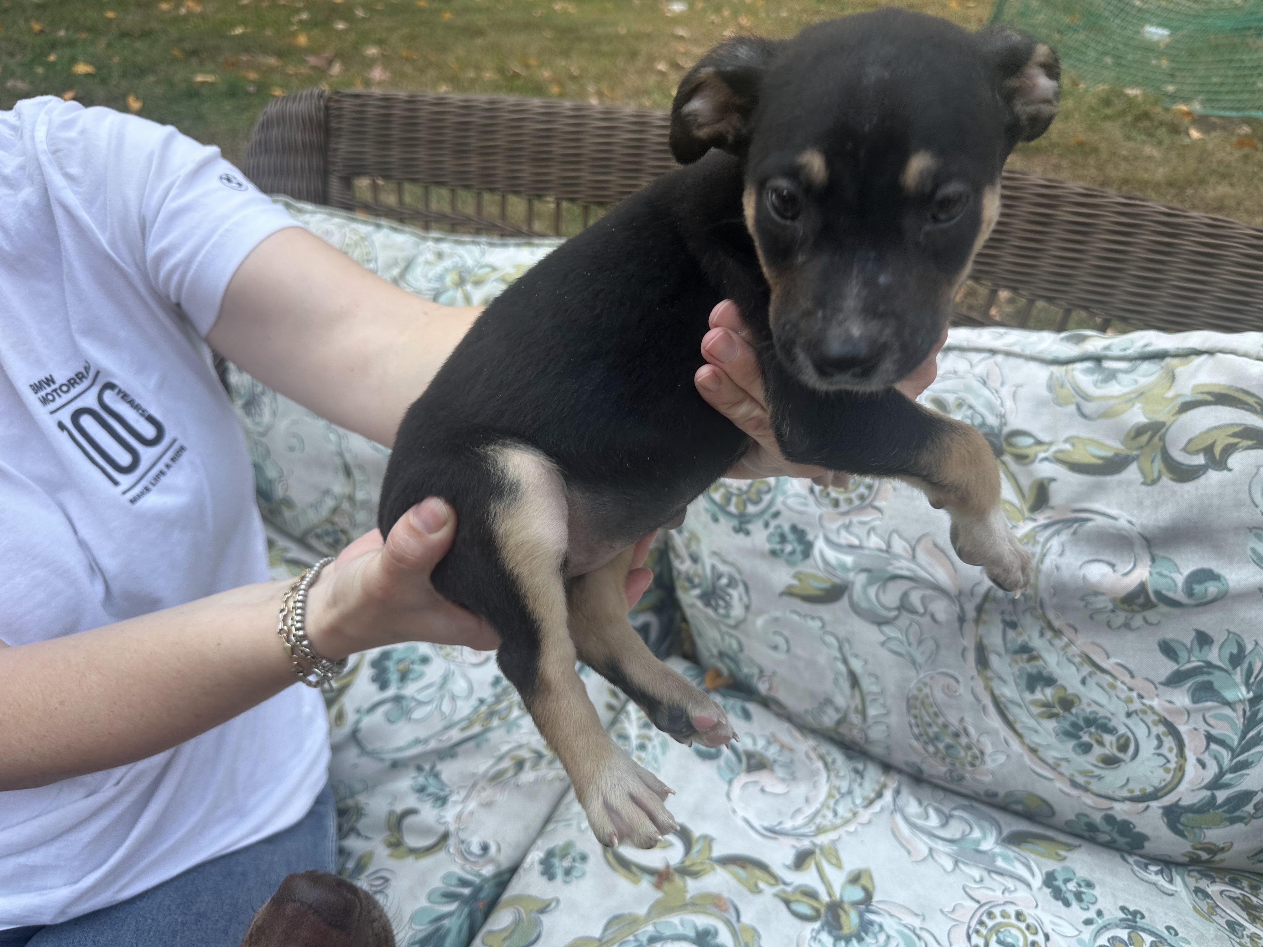 Enlarge Beatrice, a Adopted mixed breed in Haskell, NJ image 2/3