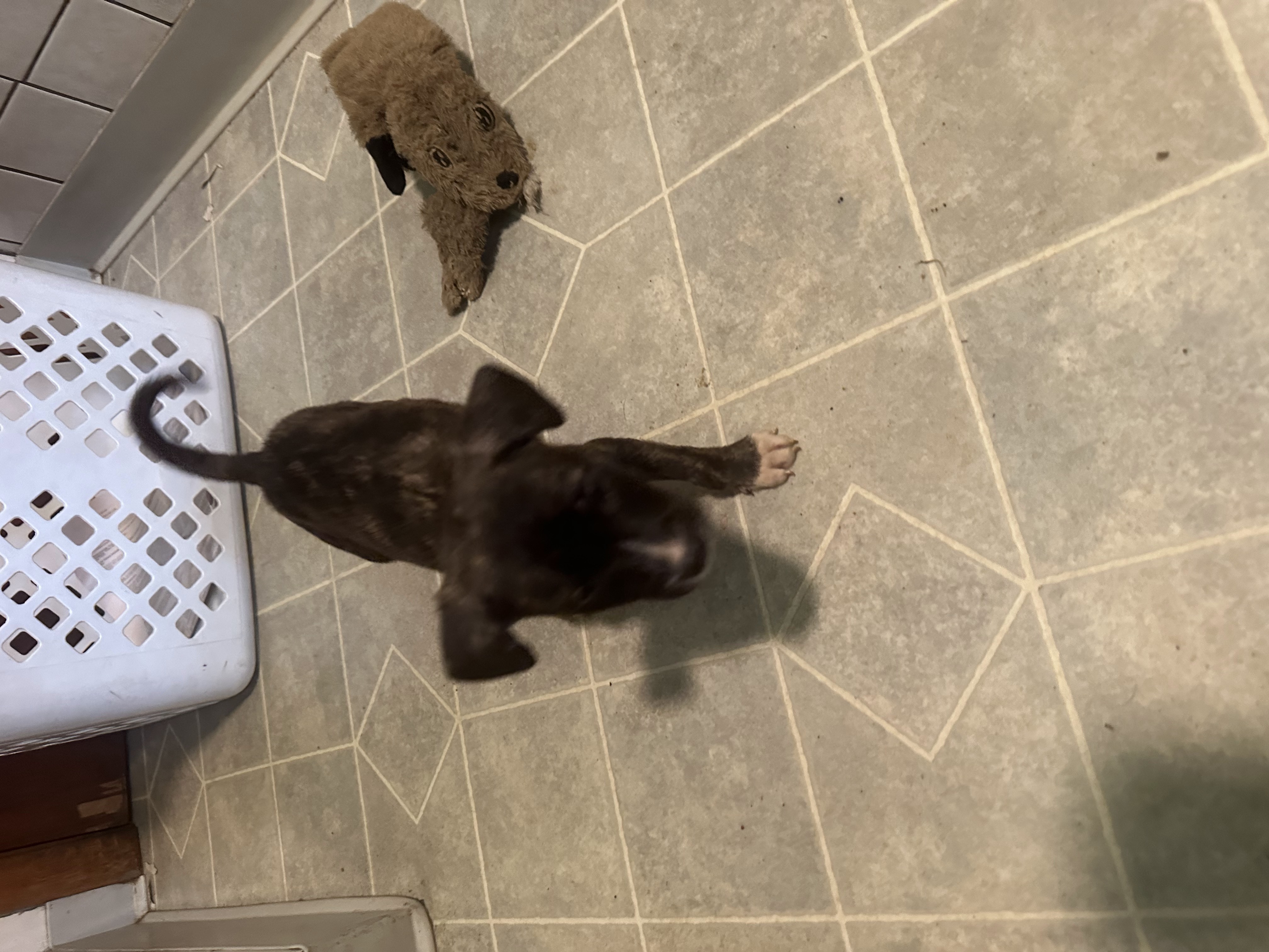 Enlarge Beatrice, a Adopted mixed breed in Haskell, NJ image 3/3