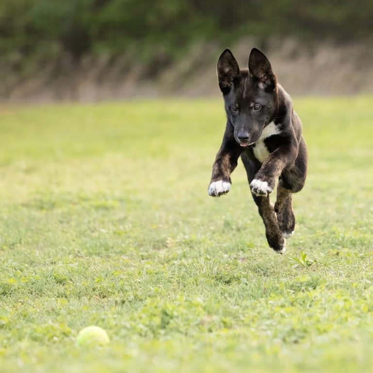 Edward, a Adoptable mixed breed in Newport, WA image 2/5