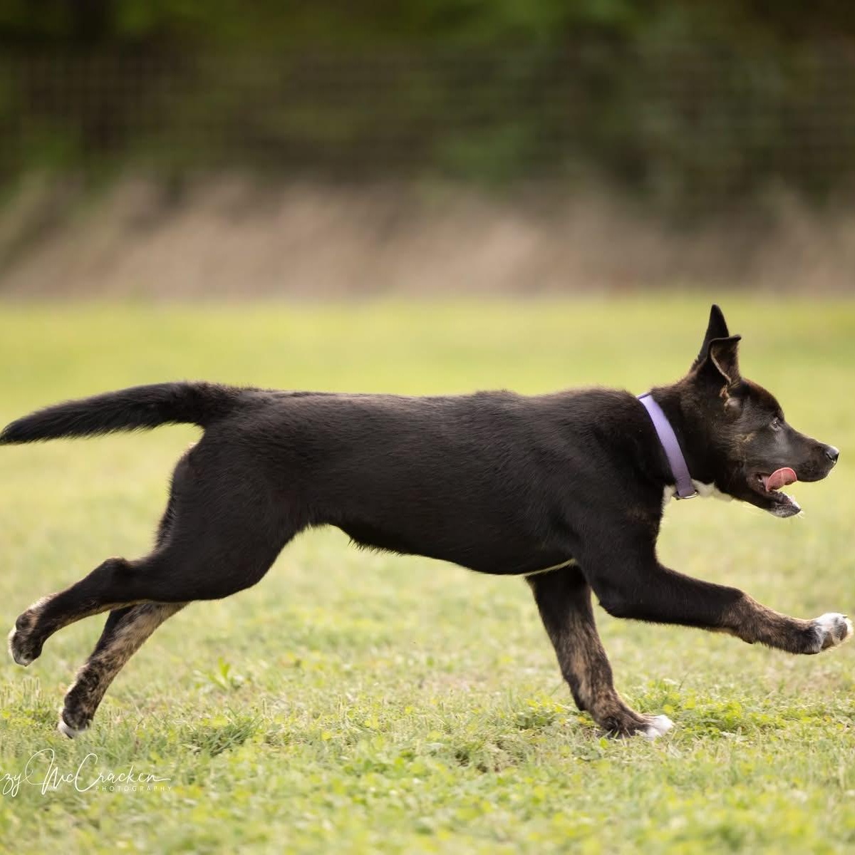Edward, a Adoptable mixed breed in Newport, WA image 5/5