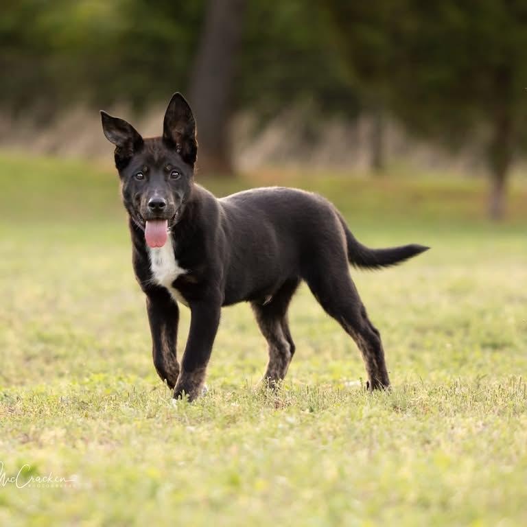 Edward, a Adoptable mixed breed in Newport, WA image 3/5