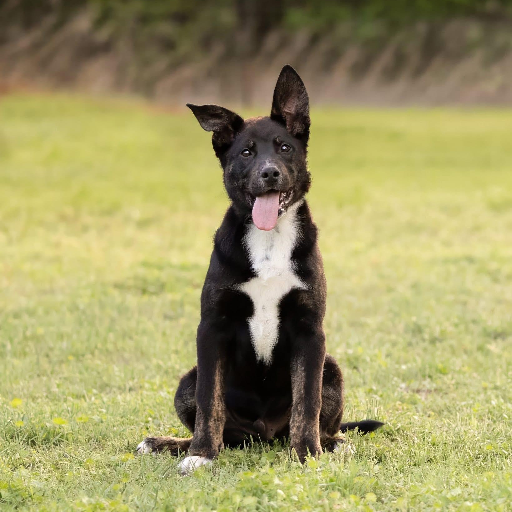Edward, a Adoptable mixed breed in Newport, WA image 1/5