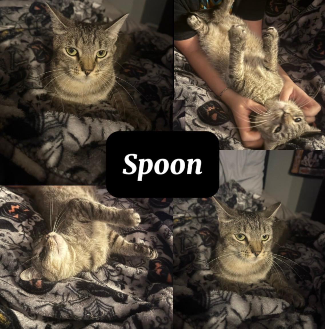SPOON, ADOPTABLE, Young Female Tabby.