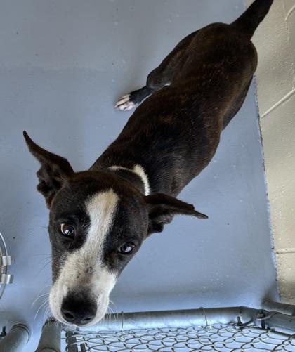 Roxy, Adoptable, Adult Female Terrier.