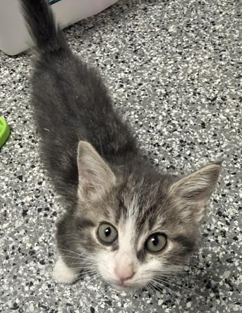 Enlarge Storm, a Adoptable Domestic Medium Hair in Bryan, OH image 1/1