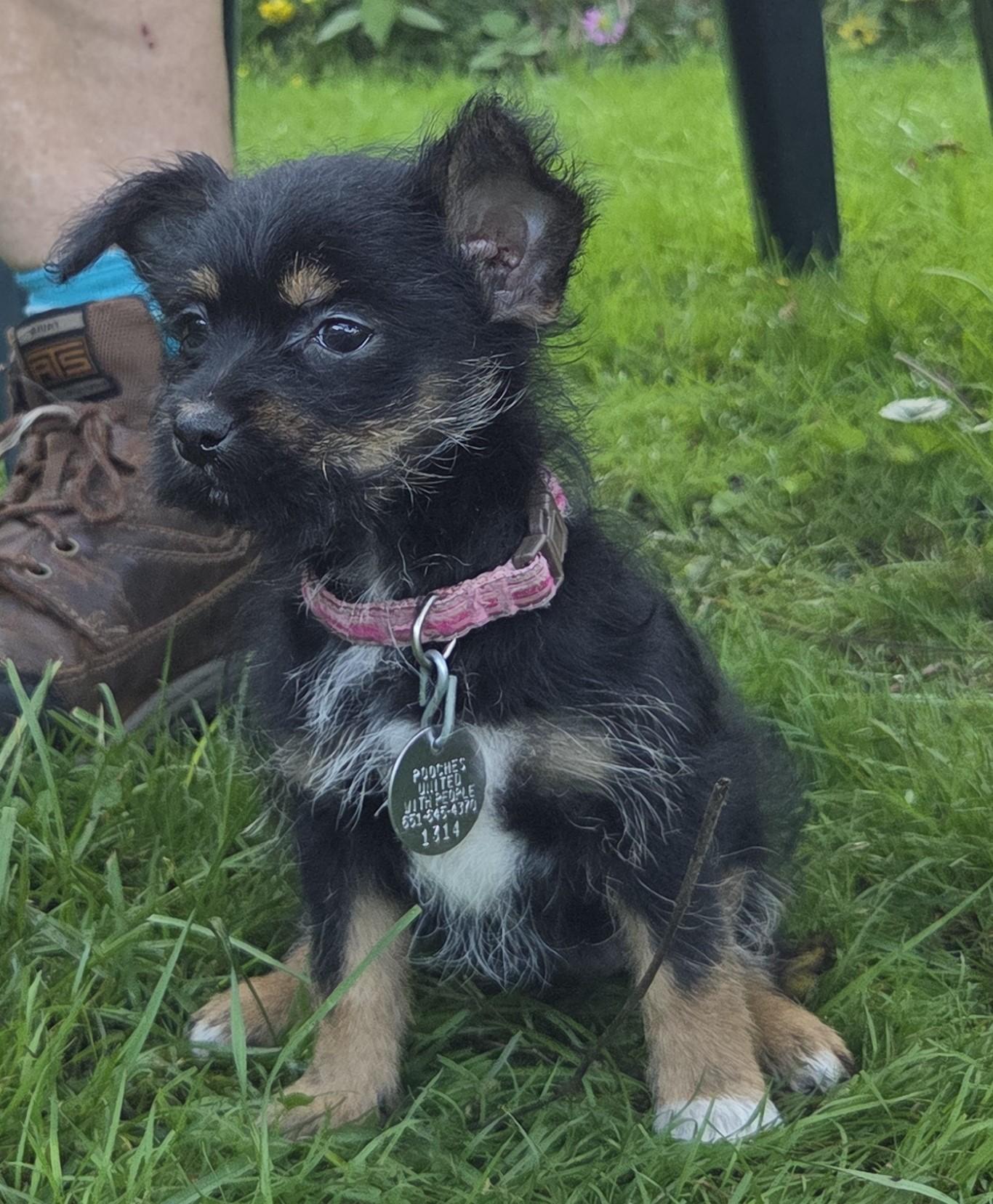 Enlarge Liberty, a Adopted mixed breed in Saint Paul, MN image 4/5