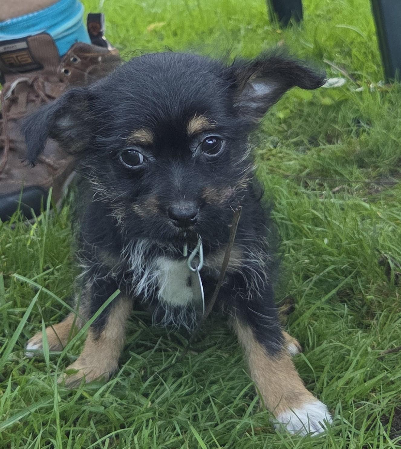 Enlarge Liberty, a Adopted mixed breed in Saint Paul, MN image 5/5