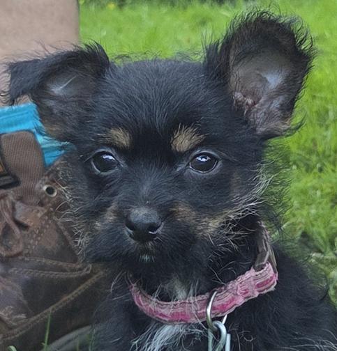Enlarge Liberty, a Adopted mixed breed in Saint Paul, MN image 1/5