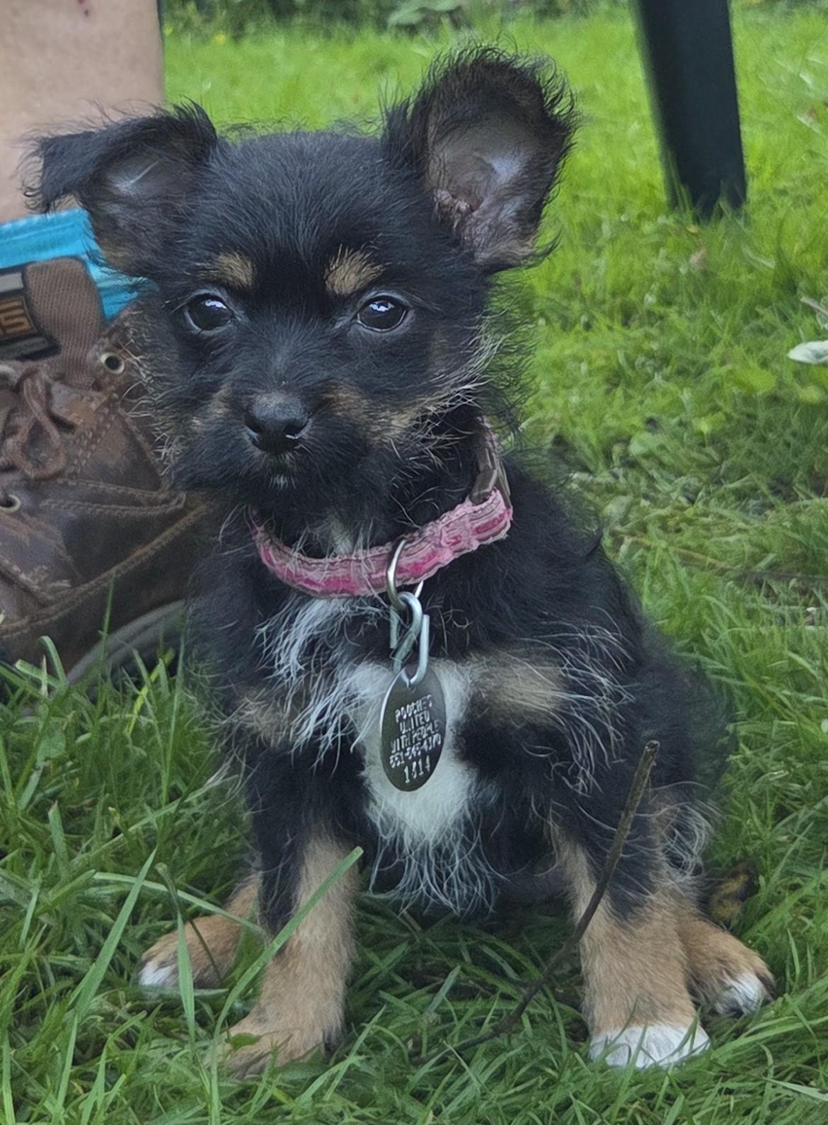 Enlarge Liberty, a Adopted mixed breed in Saint Paul, MN image 3/5
