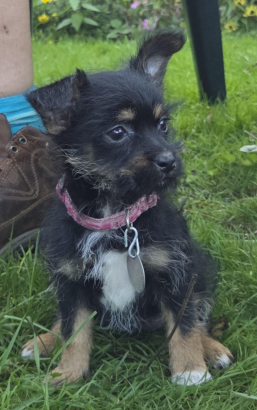 Enlarge Liberty, a Adopted mixed breed in Saint Paul, MN image 2/5