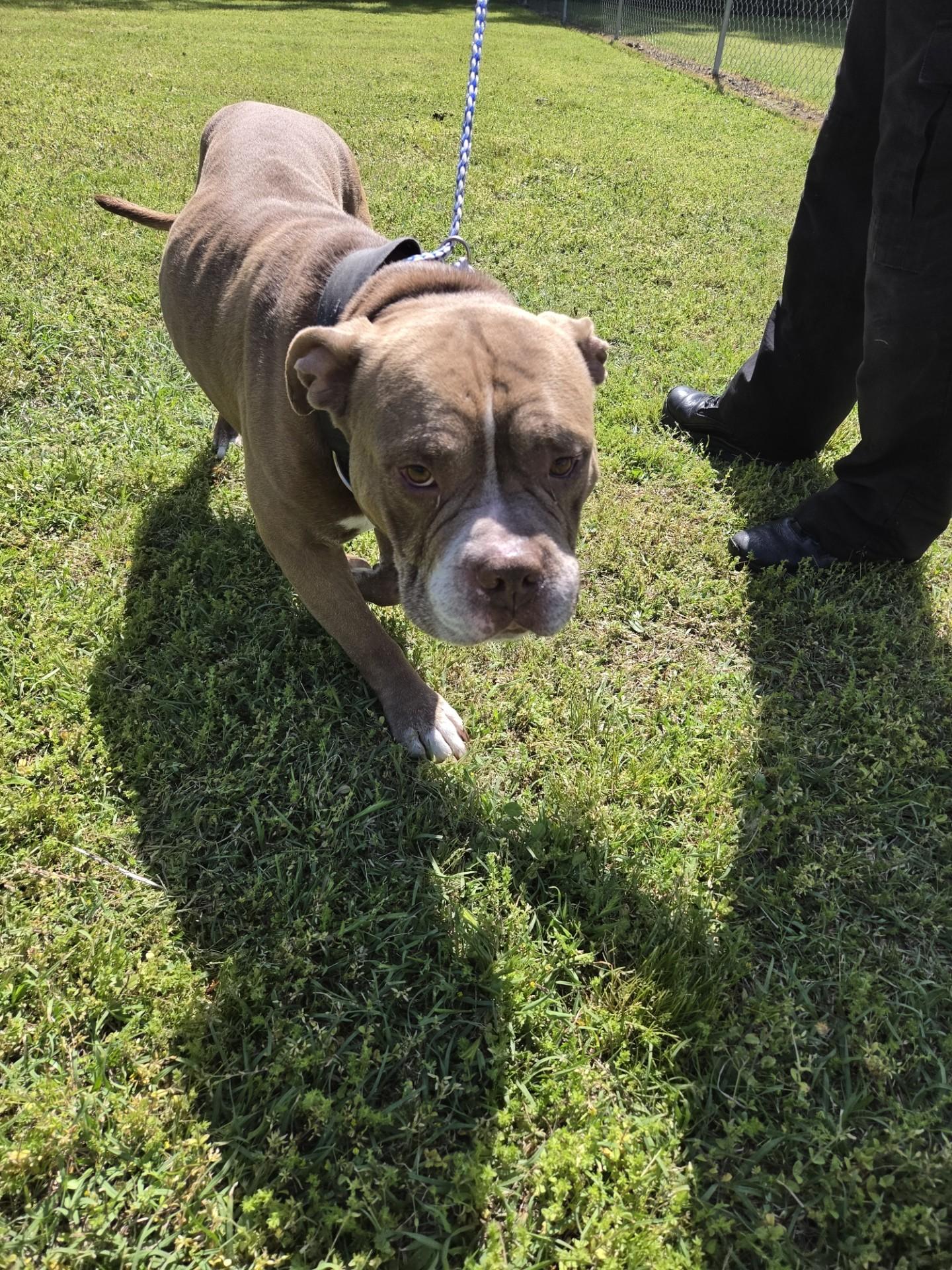 Artemis27487, a ADOPTABLE mixed breed in Rocky Mount, NC image 3/3