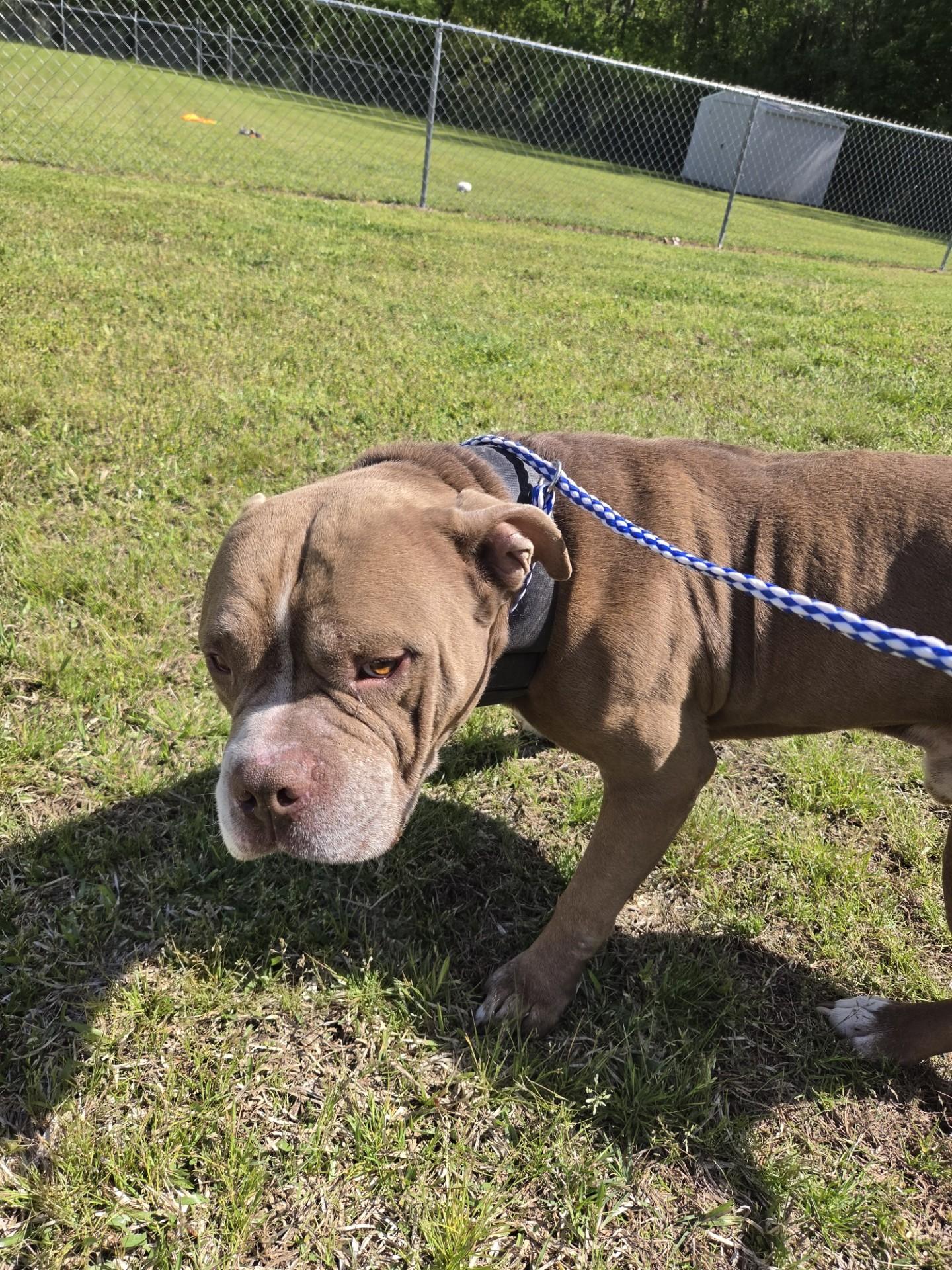 Artemis27487, a ADOPTABLE mixed breed in Rocky Mount, NC image 2/3