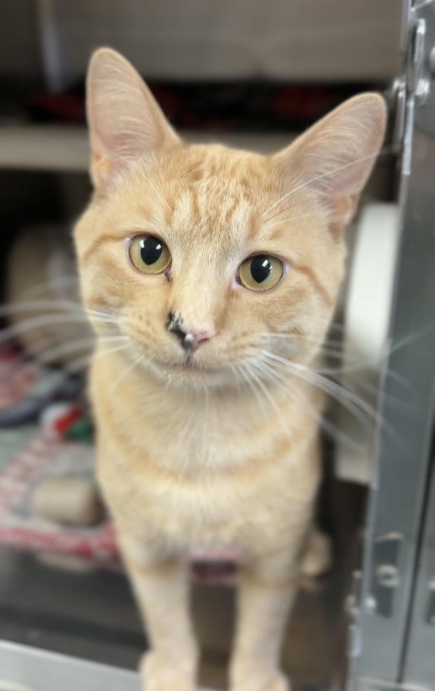 Splotch, a Adoptable mixed breed in Bemidji, MN image 2/4