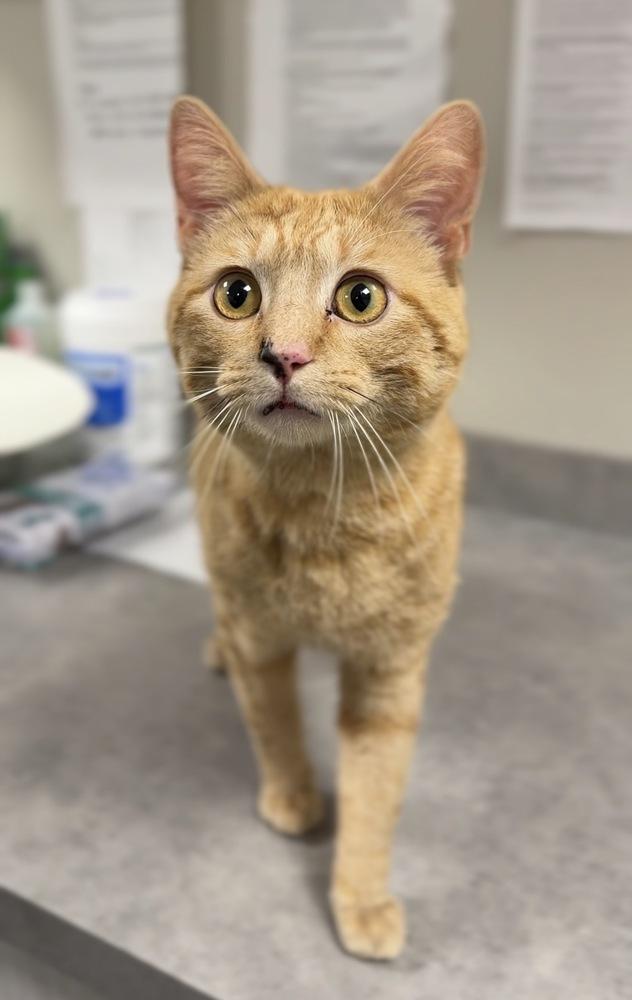 Splotch, Adoptable, Adult Male Domestic Short Hair.