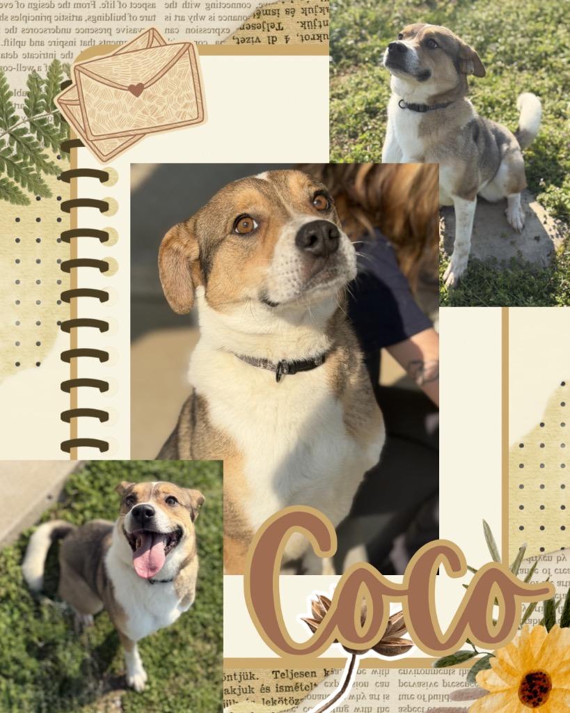 Harlow/CoCo, Adoptable, Adult Female Shepherd.