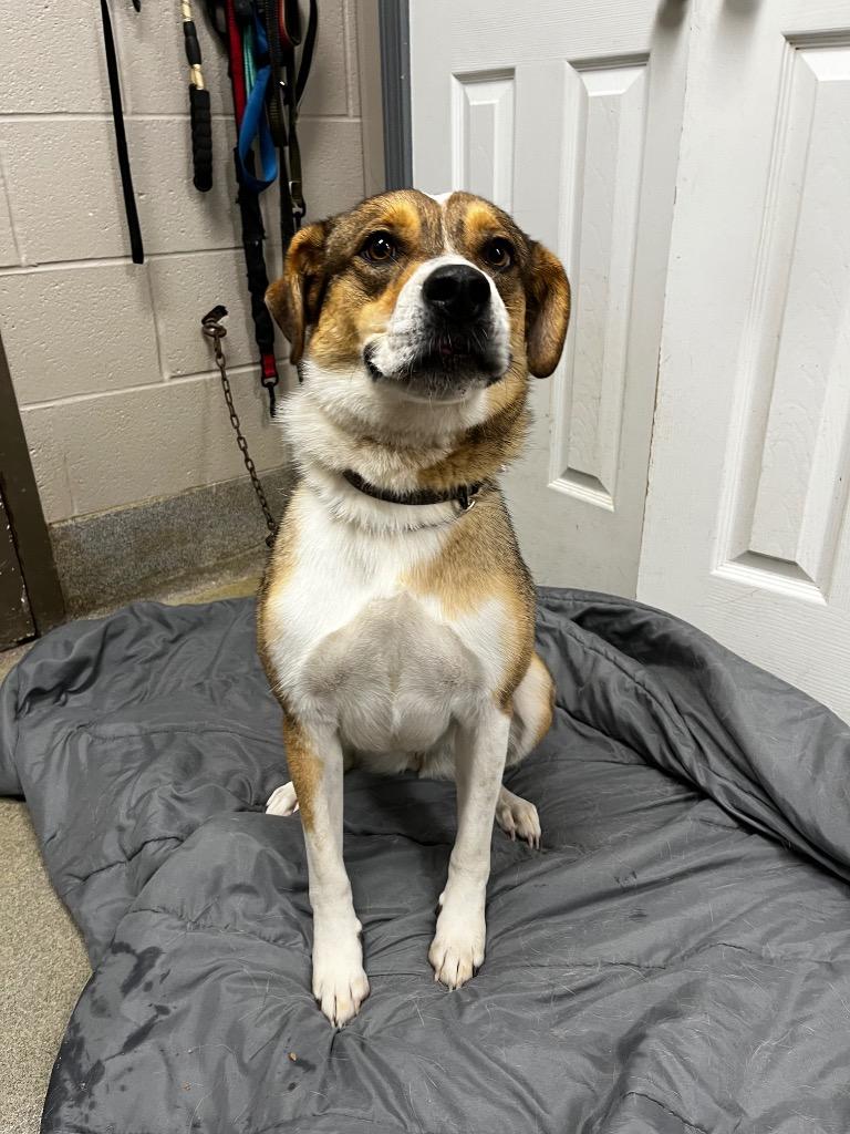 Harlow/CoCo, a Adoptable Shepherd in Hopkinsville, KY image 2/3