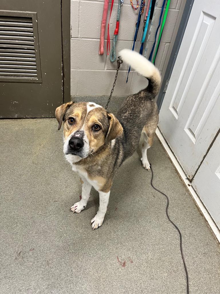 Harlow/CoCo, a Adoptable Shepherd in Hopkinsville, KY image 3/3