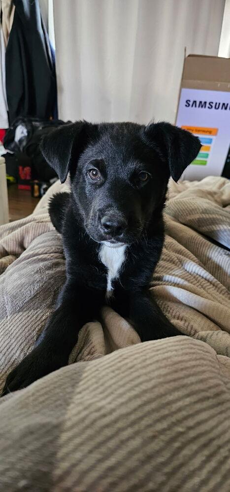 Emmitt Otterton, Adoptable, Puppy Male Labrador Retriever & Shepherd.