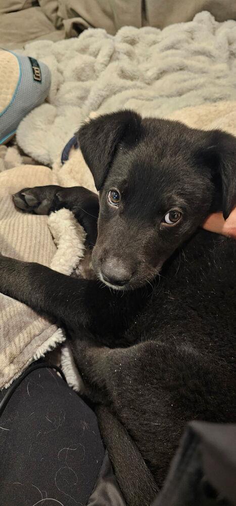 Enlarge Emmitt Otterton, a Adoptable mixed breed in Denver, CO image 2/4