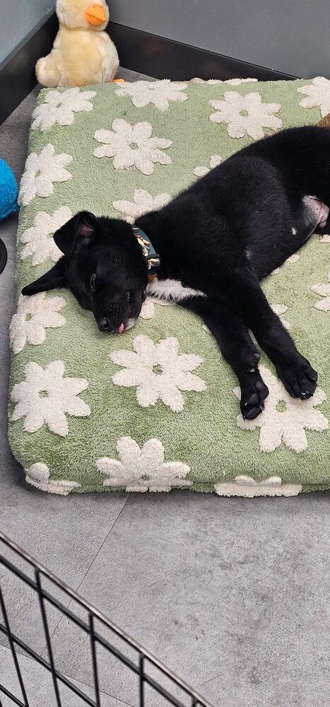 Enlarge Emmitt Otterton, a Adoptable mixed breed in Denver, CO image 3/4