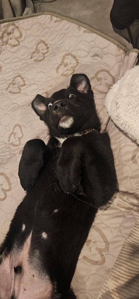 Enlarge Emmitt Otterton, a Adoptable mixed breed in Denver, CO image 4/4