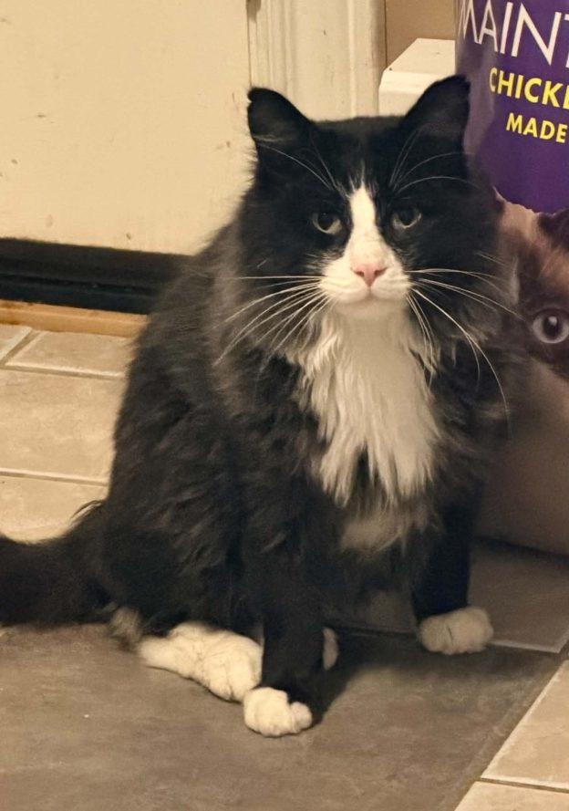 Slippy, Adoptable, Young Male Domestic Long Hair.