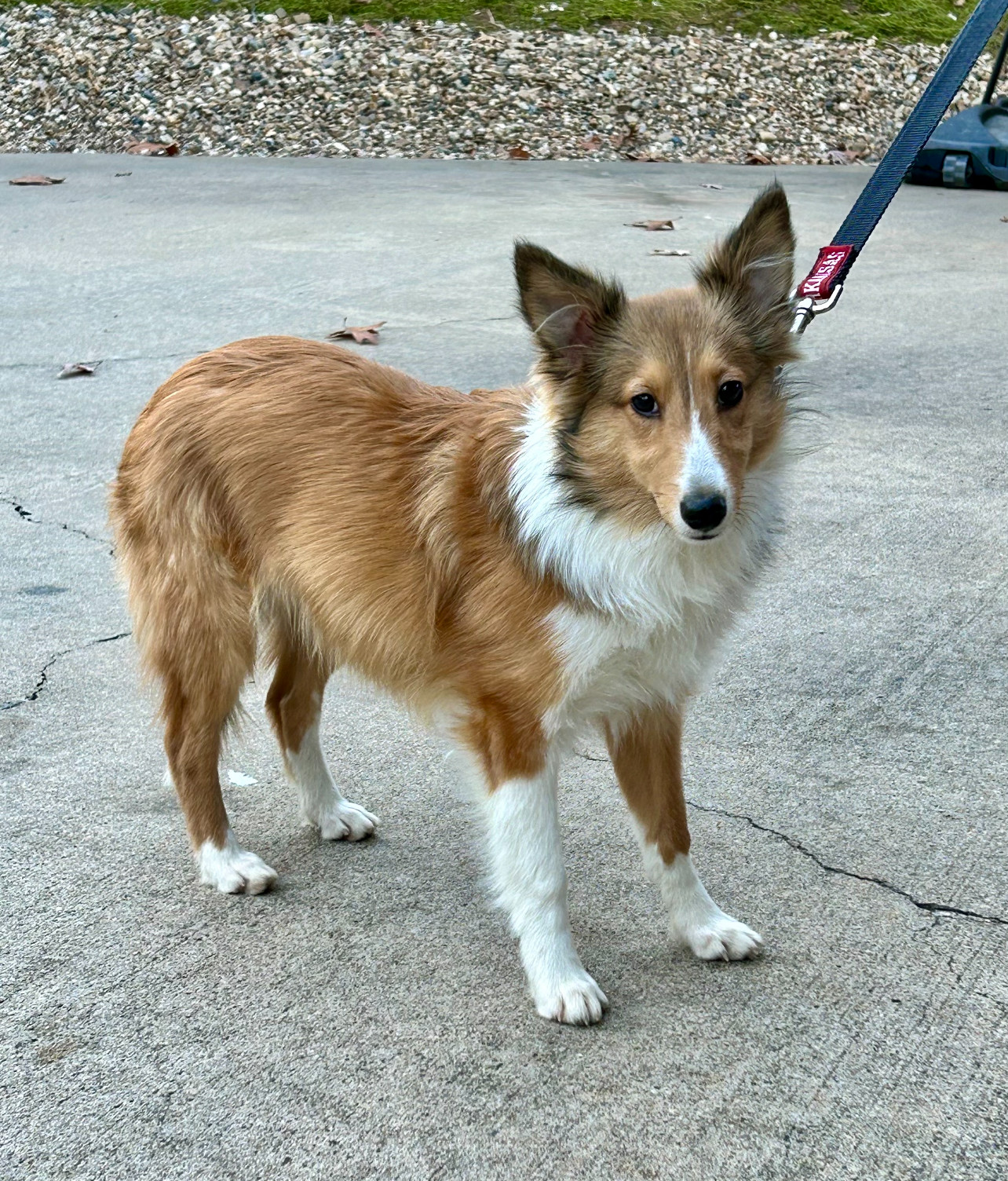 Indy, Adopted, Puppy Male Shetland Sheepdog / Sheltie.