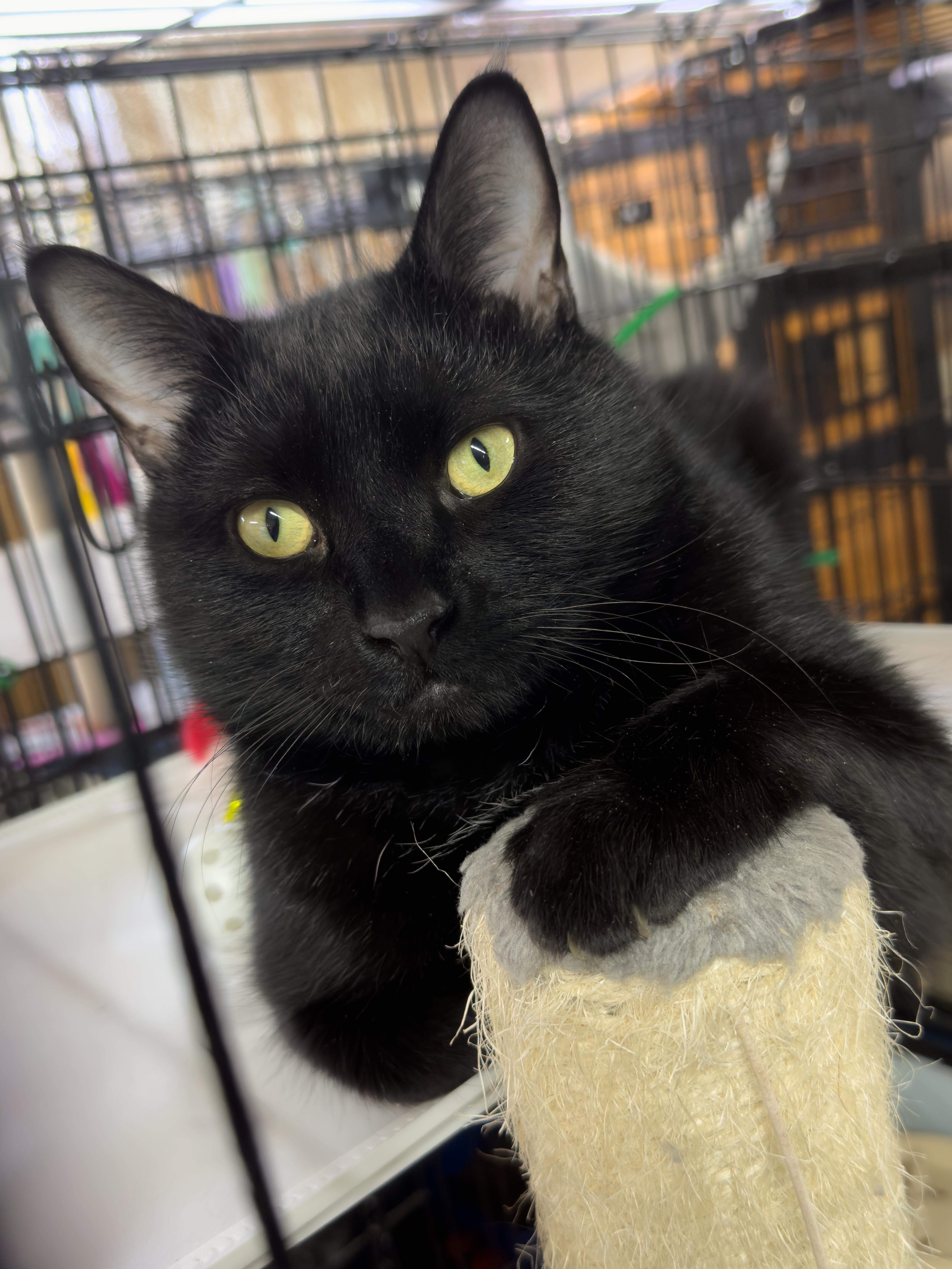Enlarge Shadow, a ADOPTABLE Domestic Short Hair in Roscoe, NY image 1/1