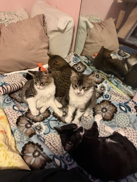 Spot and Spike, adopted, Young Male Domestic Short Hair.