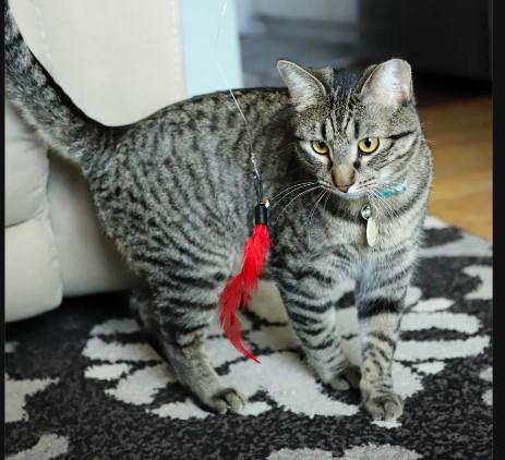 Enlarge Gazpacho Vierra, a Adoptable mixed breed in Denver, CO image 4/6