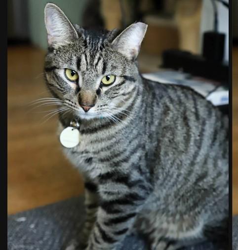 Enlarge Gazpacho Vierra, a Adoptable mixed breed in Denver, CO image 6/6