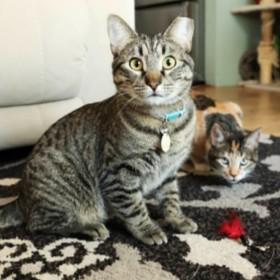 Enlarge Gazpacho Vierra, a Adoptable mixed breed in Denver, CO image 1/6