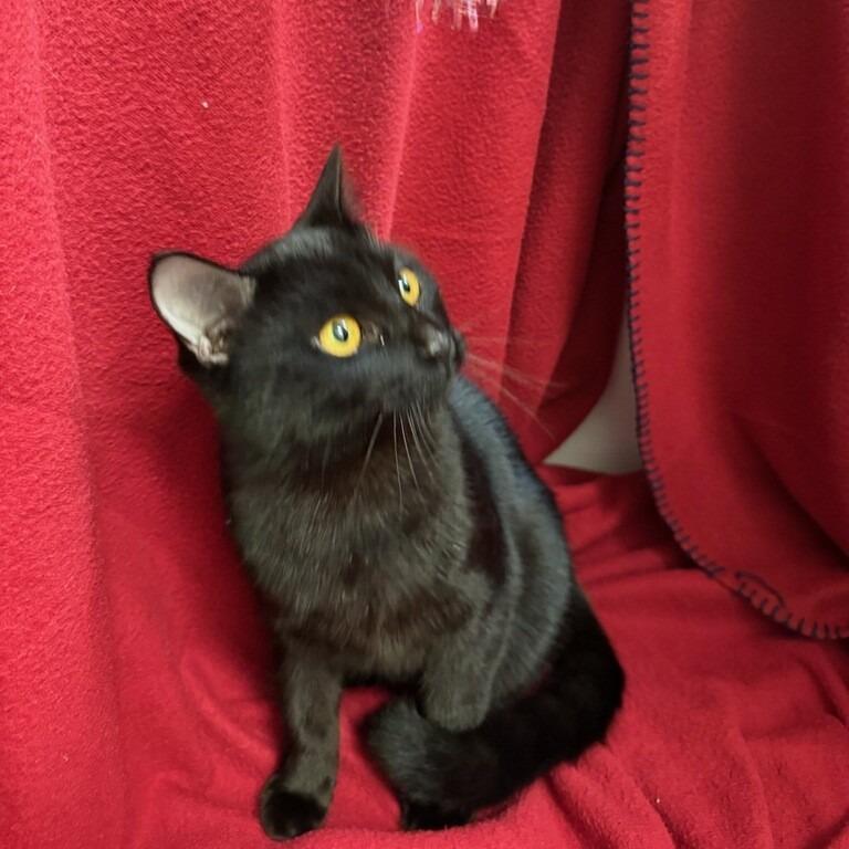 Enlarge Ricky, a Adoptable Domestic Short Hair in Coos Bay, OR image 1/3