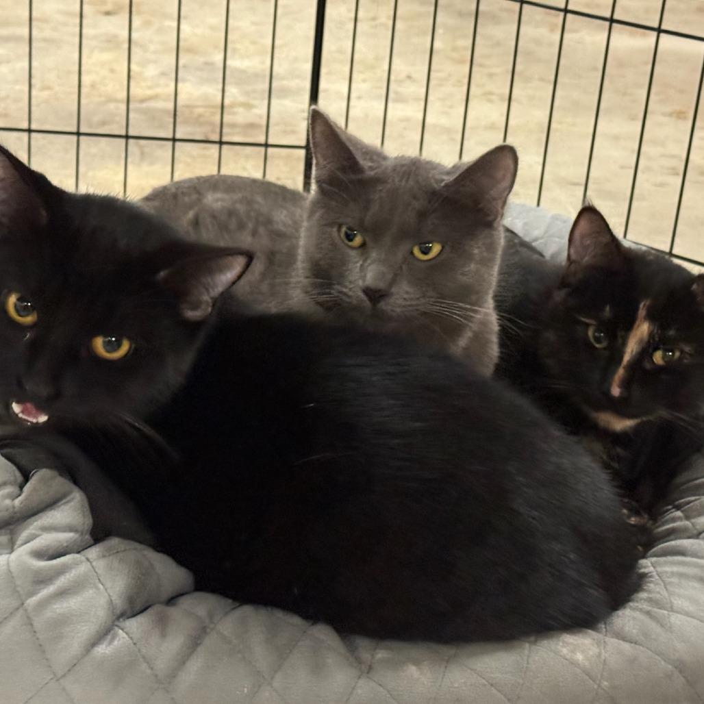 Enlarge Ricky, a Adoptable Domestic Short Hair in Coos Bay, OR image 3/3