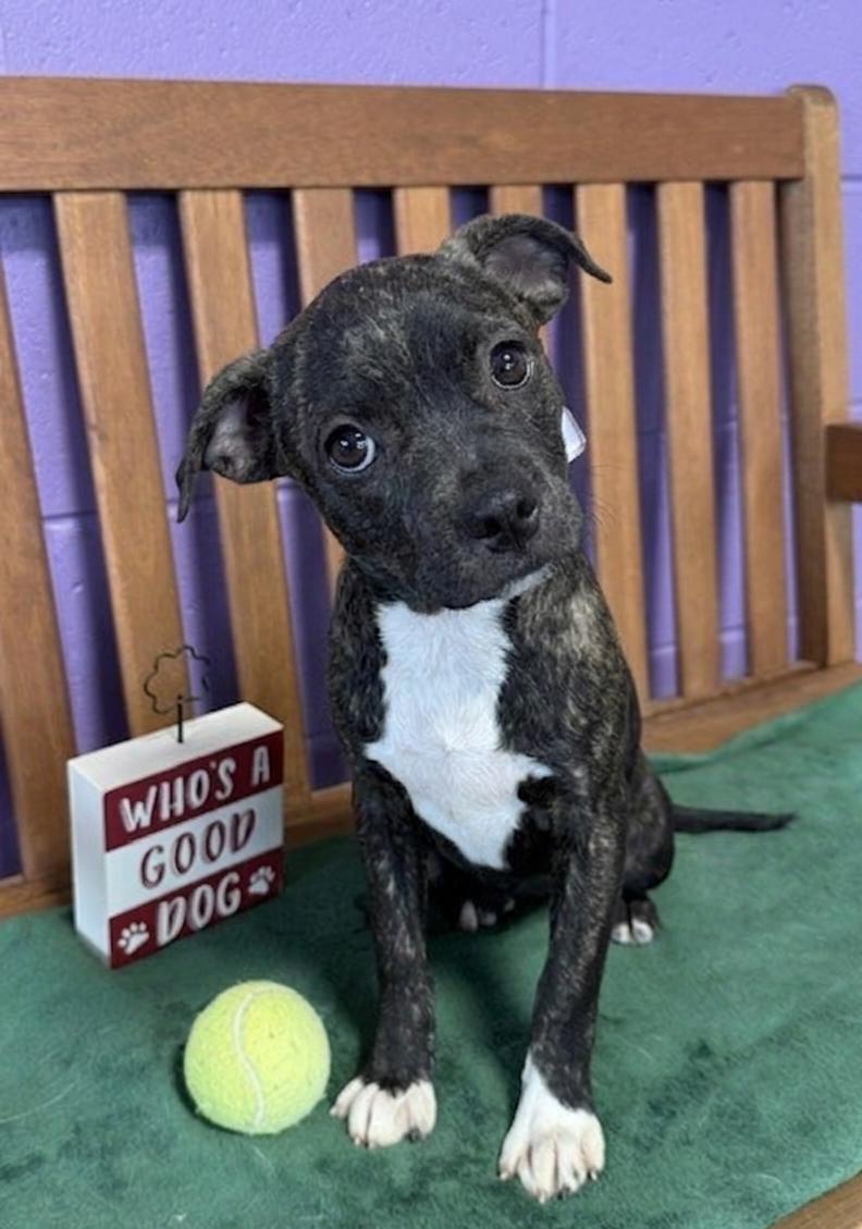 **HOLLY**, Adoptable, Puppy Female Boston Terrier.
