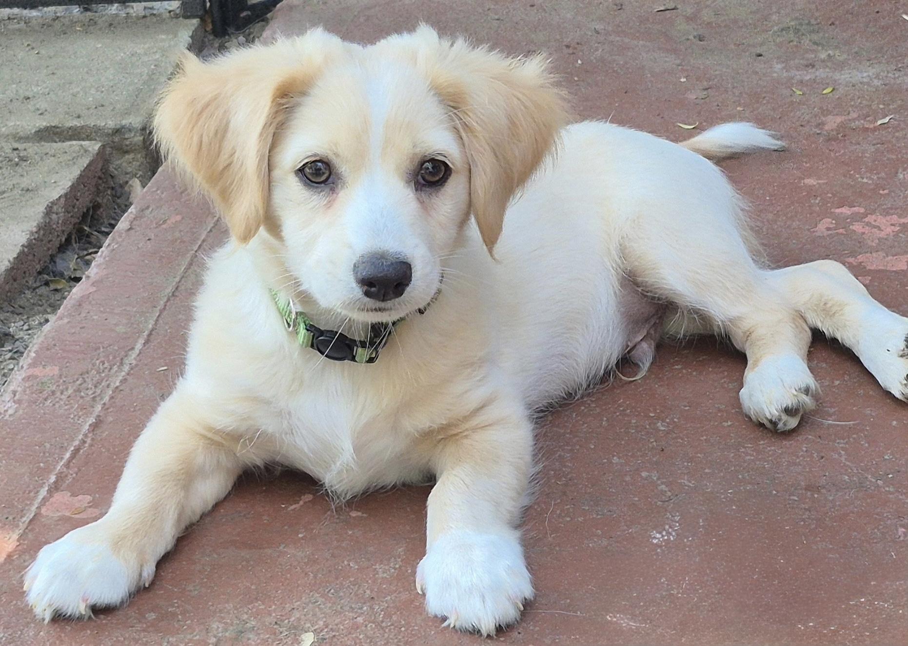 Atlas, ADOPTABLE, Puppy Male Papillon.